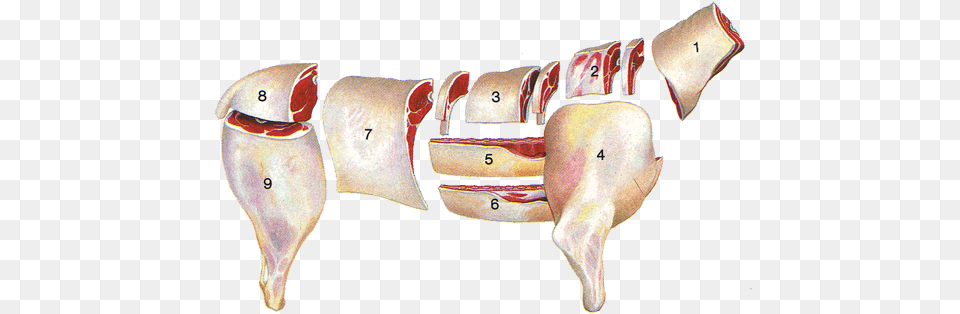 Collet Or Collier Large Animals French Lamb Cuts Png Image
