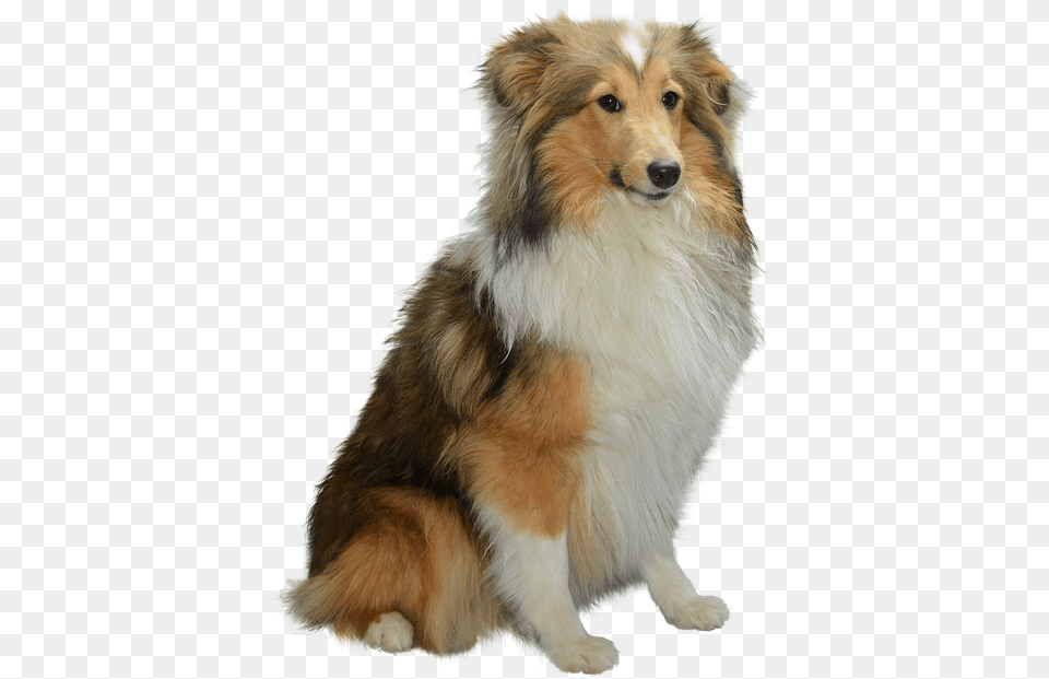 Colli Isolated Dog Dog, Animal, Canine, Collie, Mammal Free Png