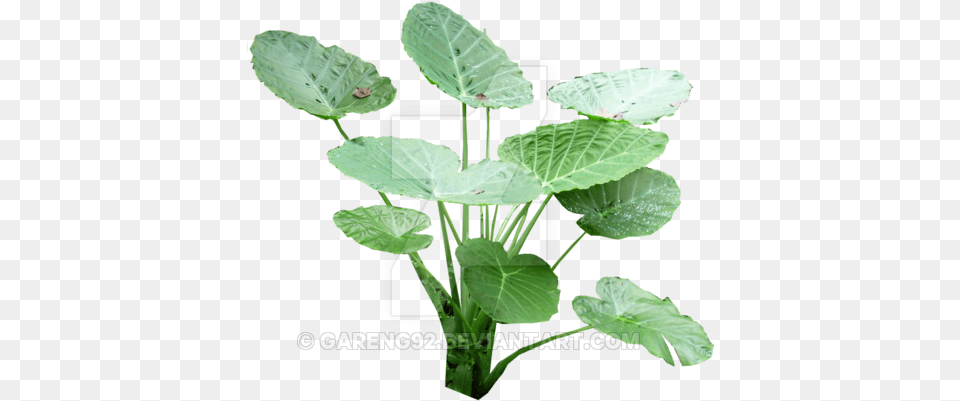 Colocasia Gigantea Leaf, Plant, Flower, Herbal, Herbs Free Png