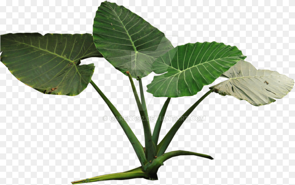 Colocasia Gigantea Rain Forest Plant By Gareng92 Tropical Rainforest Plants, Leaf, Flower Free Png