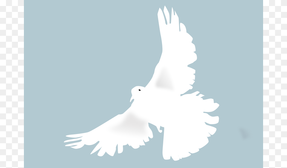Colombe Clipart, Animal, Bird, Pigeon, Dove Free Png