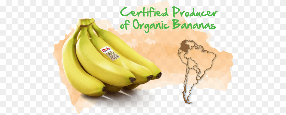Colombia Bananas From Colombia, Banana, Food, Fruit, Plant Free Png Download