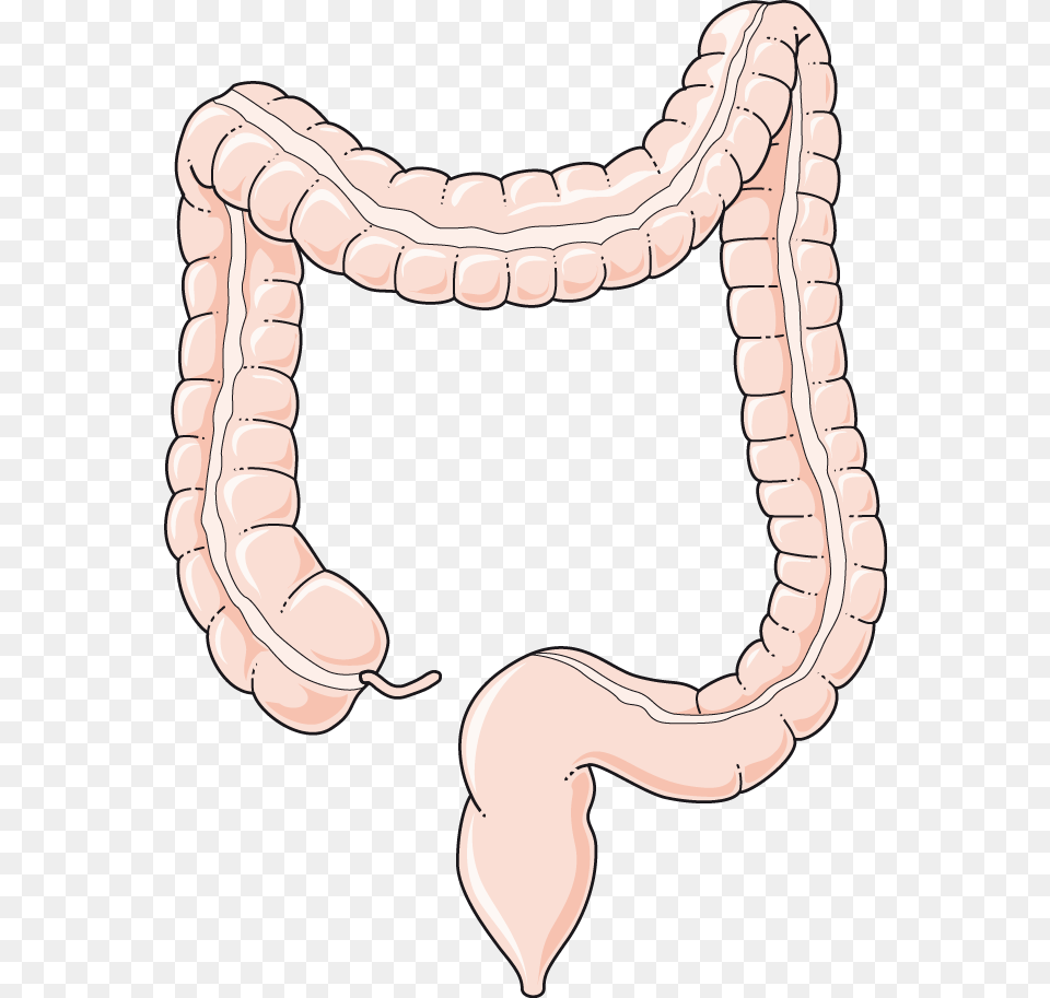 Colon Diametre Du Gros Intestin, Animal, Reptile, Snake Free Png