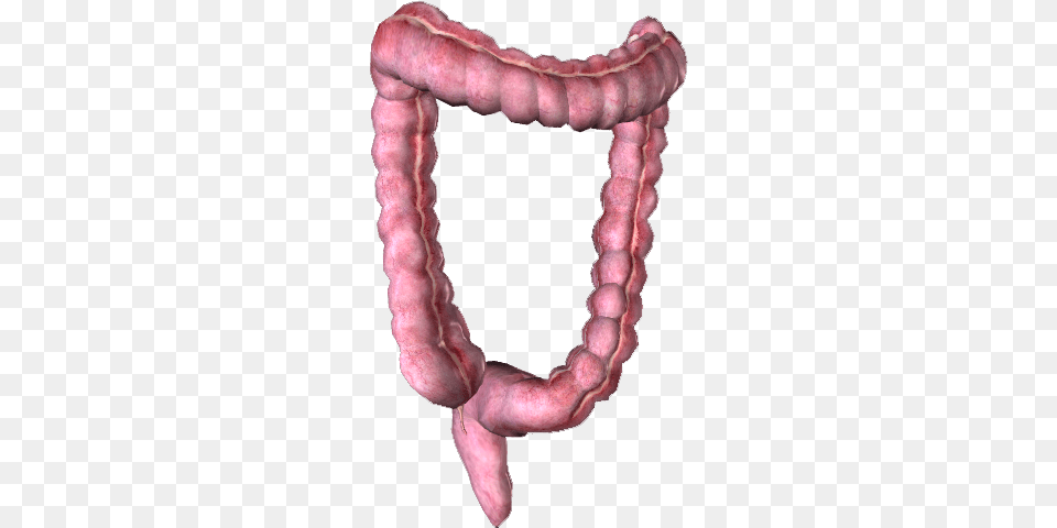 Colon Gastrointestinal Tract, Baby, Person, Animal, Invertebrate Png Image