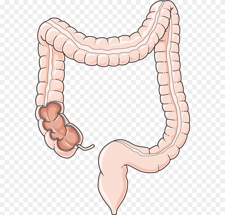Coloncoupe Servier Medical Art Colon, Animal, Reptile, Snake Free Transparent Png