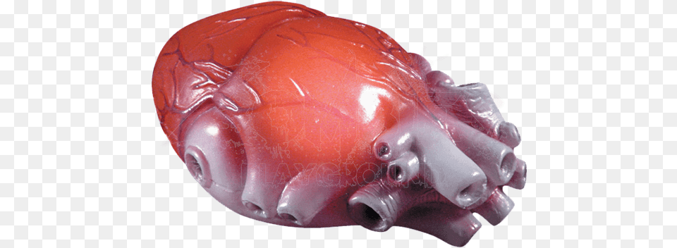 Color Changing Realistic Heart Parts Of Body, Accessories, Animal, Mammal, Pig Free Png Download