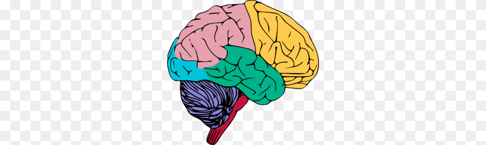 Color Clipart Brain, Baby, Person Free Png