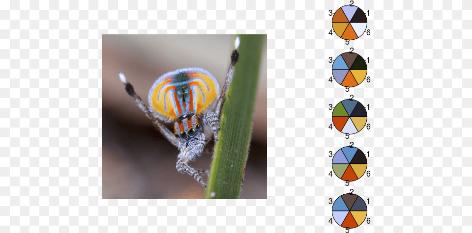 Color Extraction With R Revolutions New Spider Species 2020, Animal, Invertebrate Free Png Download