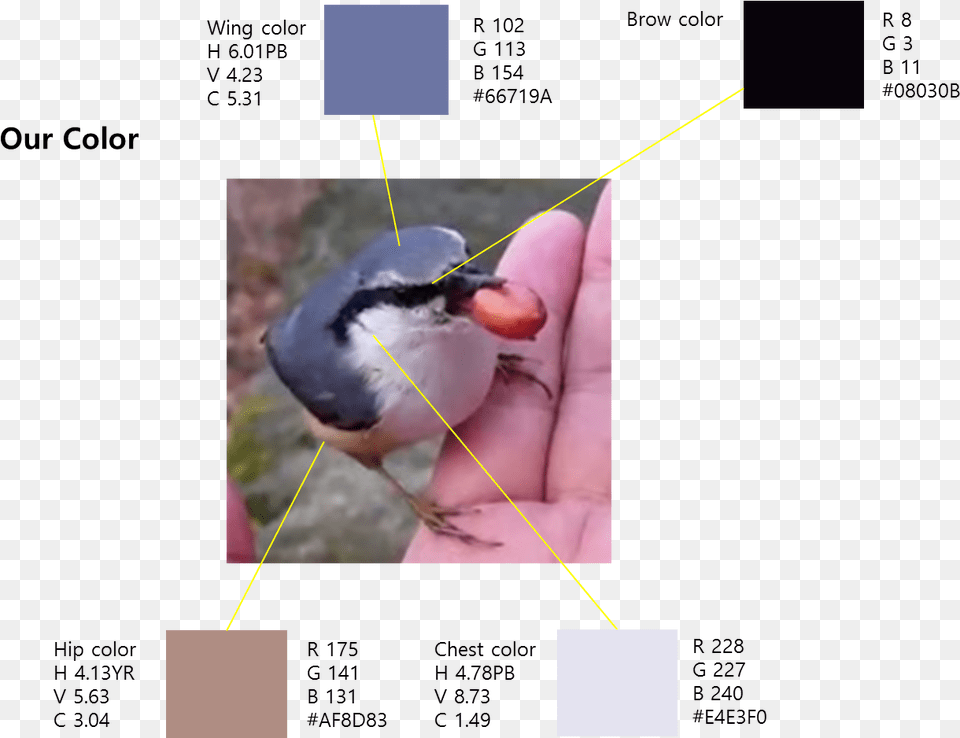 Color Of Qbirdie Computer Vision Syndrome, Animal, Beak, Bird, Jay Free Transparent Png