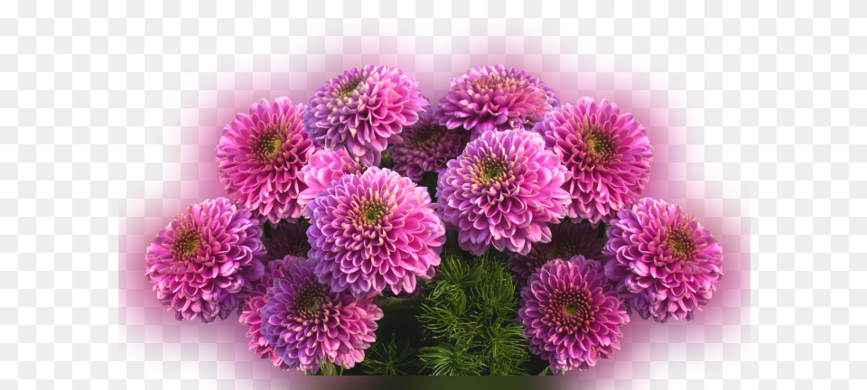 Color Palette Ideas From Flower Aster Purple Image Dahlia, Plant, Daisy, Flower Arrangement, Flower Bouquet Png
