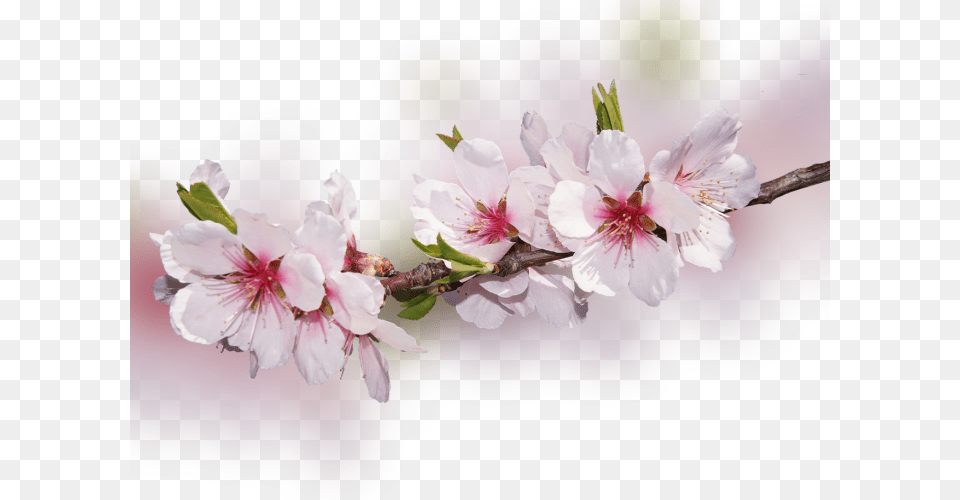 Color Palette Ideas From Flower Blossom Flowering Plant Oblozhki Na Fejsbuk Vesna, Cherry Blossom, Geranium Free Transparent Png