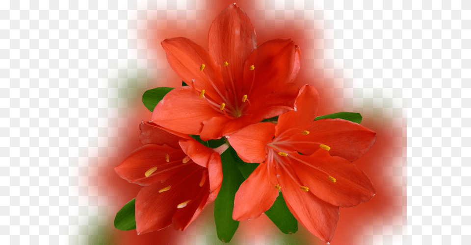 Color Palette Ideas From Flower Lily Flowering Plant Orange Lily, Geranium, Pollen, Petal, Amaryllis Png