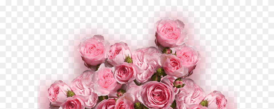 Color Palette Ideas From Flower Rose Garden Roses Image Cafepress Samsung Galaxy S8 Plus Case, Flower Arrangement, Flower Bouquet, Plant, Petal Free Png