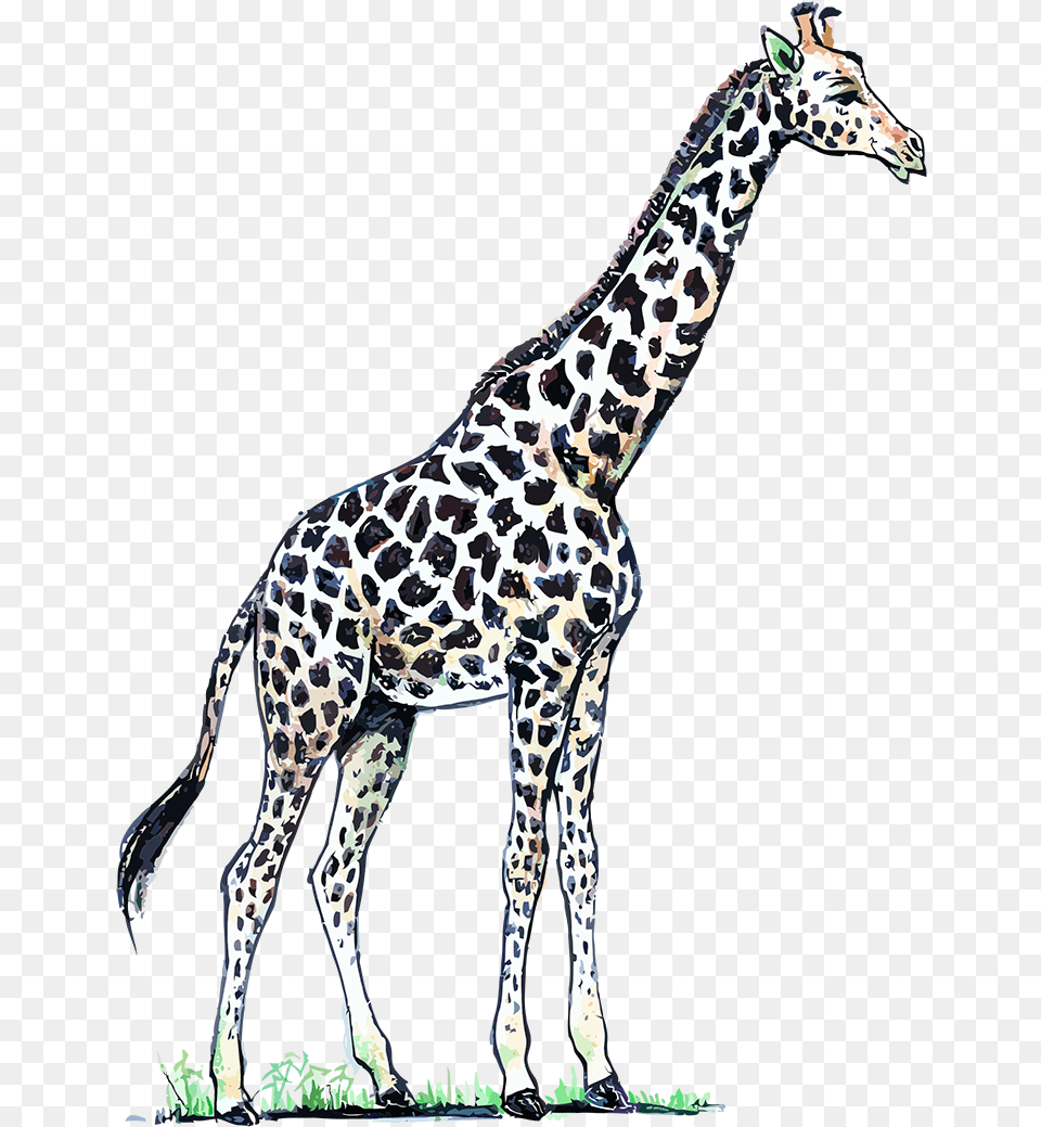 Color Pardo Recortado Por Una Red De Lneas Color Jirafa, Animal, Mammal, Wildlife, Giraffe Free Png Download