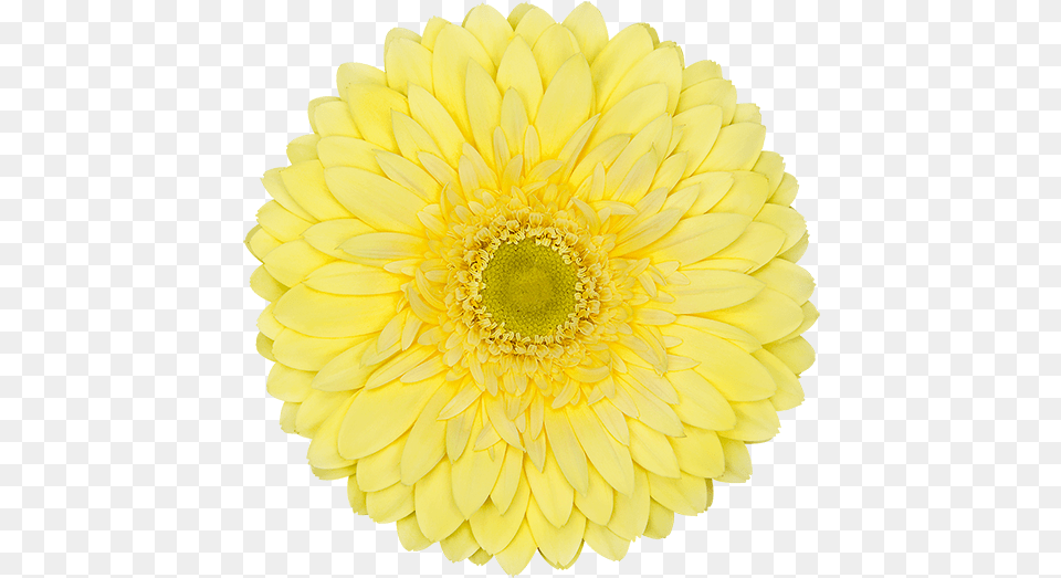 Color Yellow Silver 25th Anniversary Logo, Dahlia, Daisy, Flower, Petal Free Transparent Png
