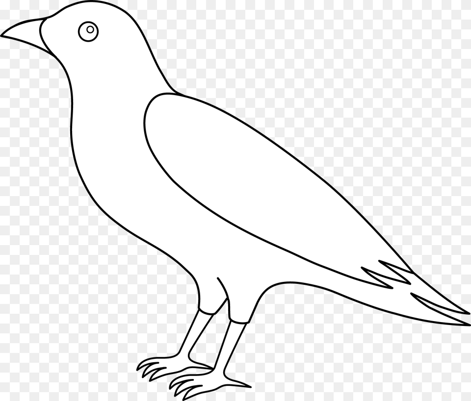 Colorable Crow Line Art Clip Outline Crow Clipart Black And White, Animal, Bird, Blackbird, Stencil Png Image