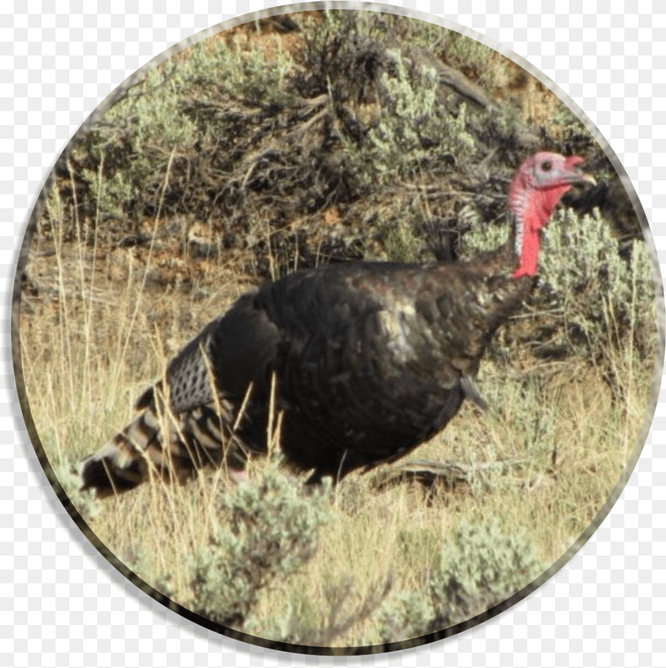 Colorado, Animal, Bird, Chicken, Fowl Free Transparent Png