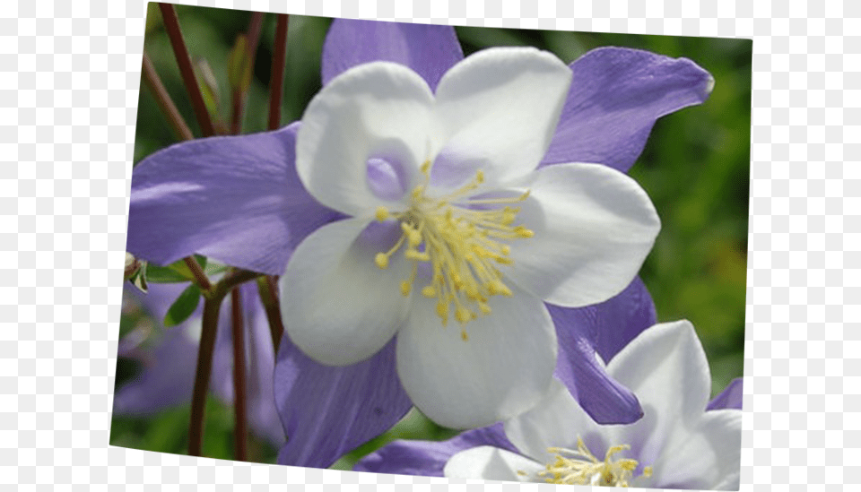 Colorado, Flower, Plant, Anther, Aquilegia Free Png Download