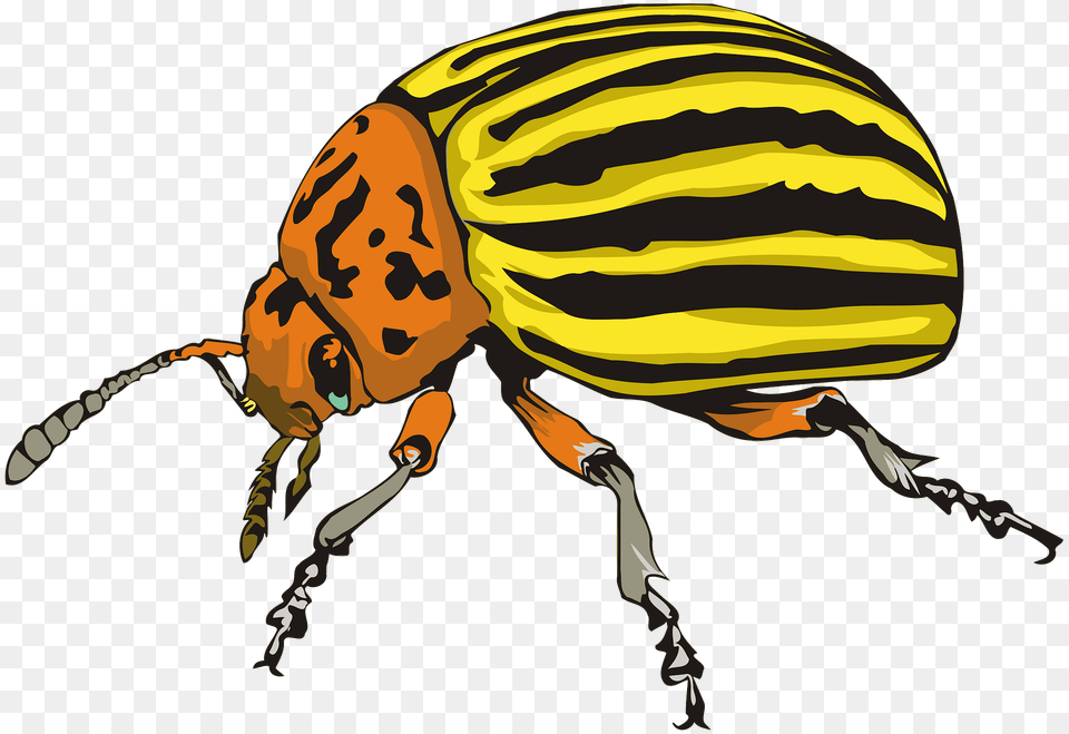 Colorado Beetle Clipart, Animal, Person, Dung Beetle, Insect Free Transparent Png