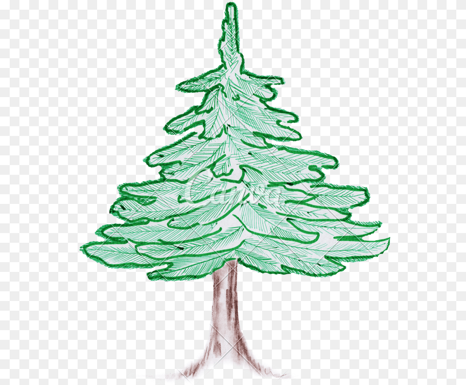 Colorado Drawing Pencil Colored Pencil Pine Tree, Plant, Adult, Wedding, Person Free Transparent Png