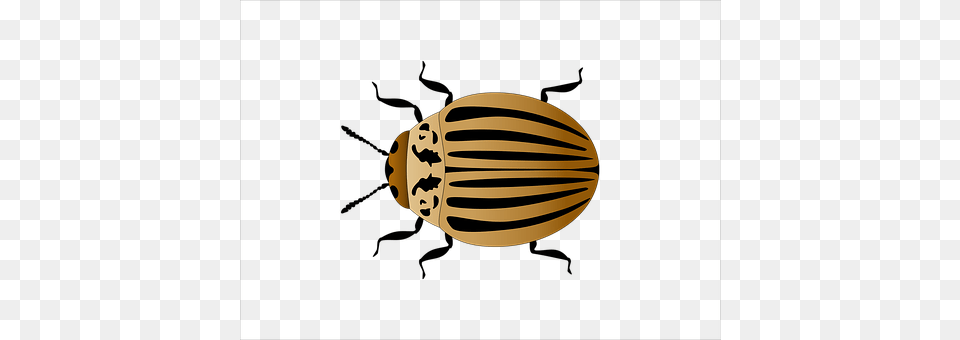 Colorado Potato Beetle Ammunition, Bullet, Weapon, Food Free Png