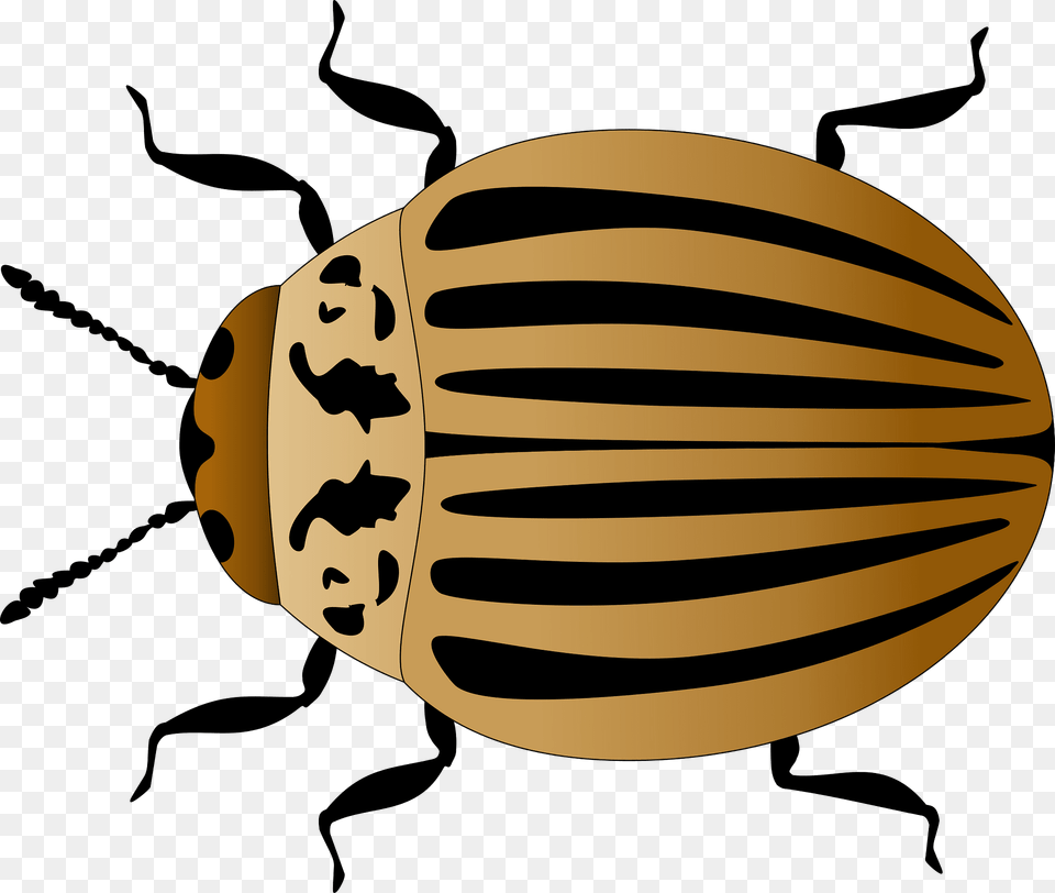 Colorado Potato Beetle Clipart, Animal, Fish, Sea Life, Shark Png Image