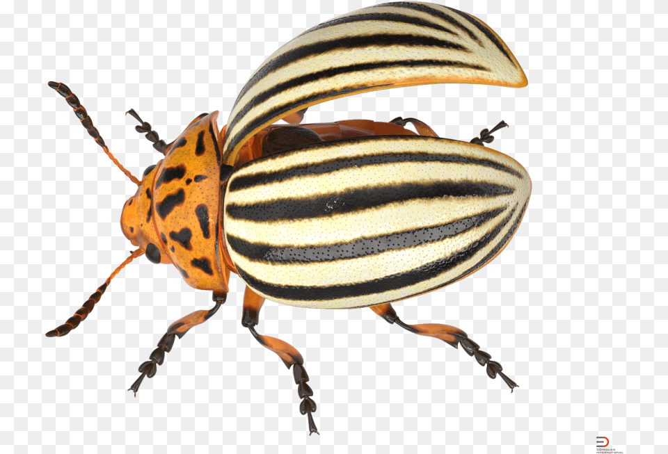 Colorado Potato Beetle Rigged Royalty 3d Model Colorado Potato Beetle, Animal, Insect, Invertebrate Png