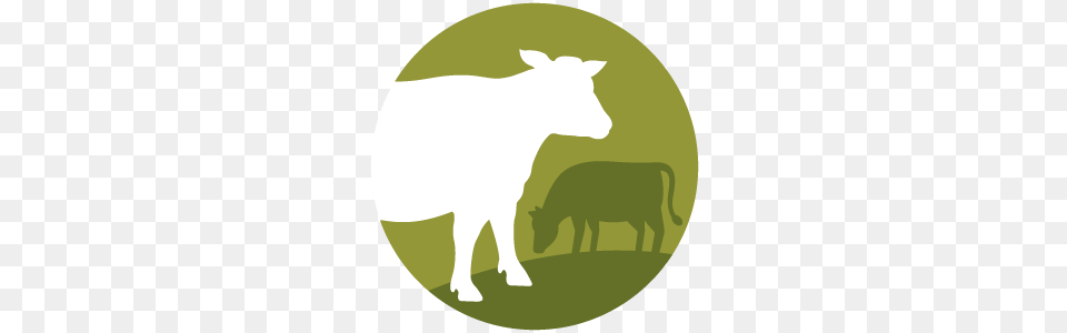Colorado River Land Trust, Animal, Cattle, Cow, Livestock Free Png