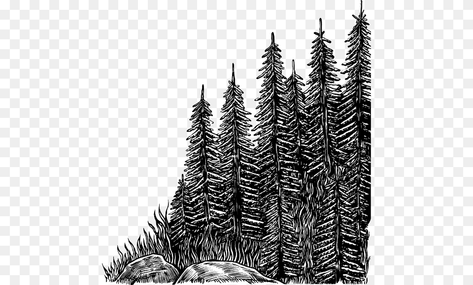 Colorado Spruce, Art, Fir, Plant, Tree Free Png Download