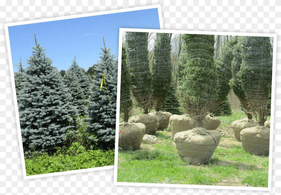 Colorado Spruce, Conifer, Fir, Pine, Plant Free Png Download