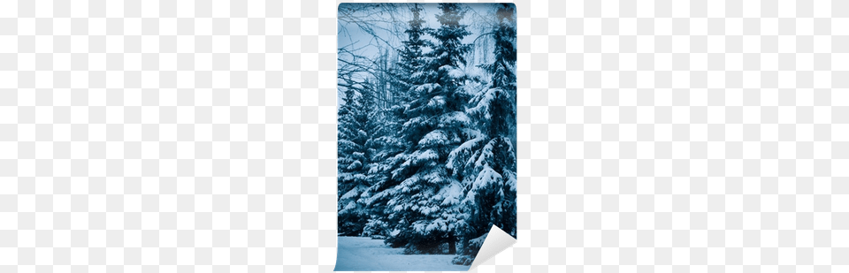 Colorado Spruce, Fir, Pine, Plant, Tree Png