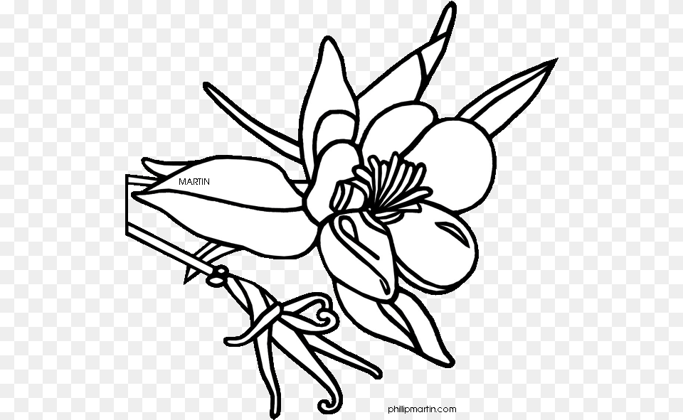 Colorado State Flower Drawing, Plant, Stencil, Art, Floral Design Png