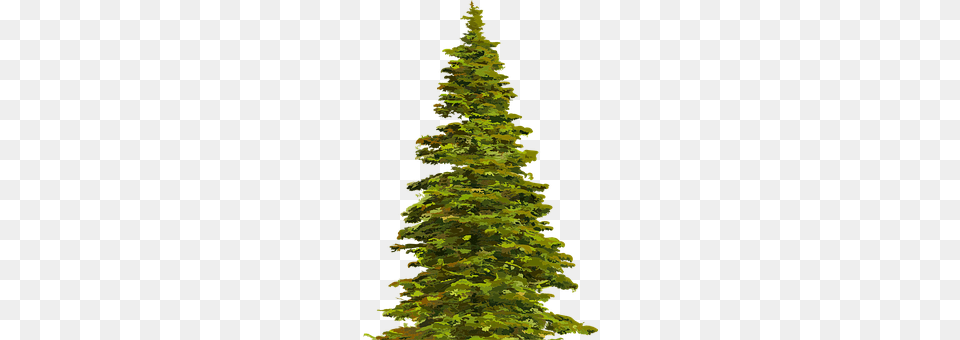 Colored Tree, Plant, Pine, Christmas Png