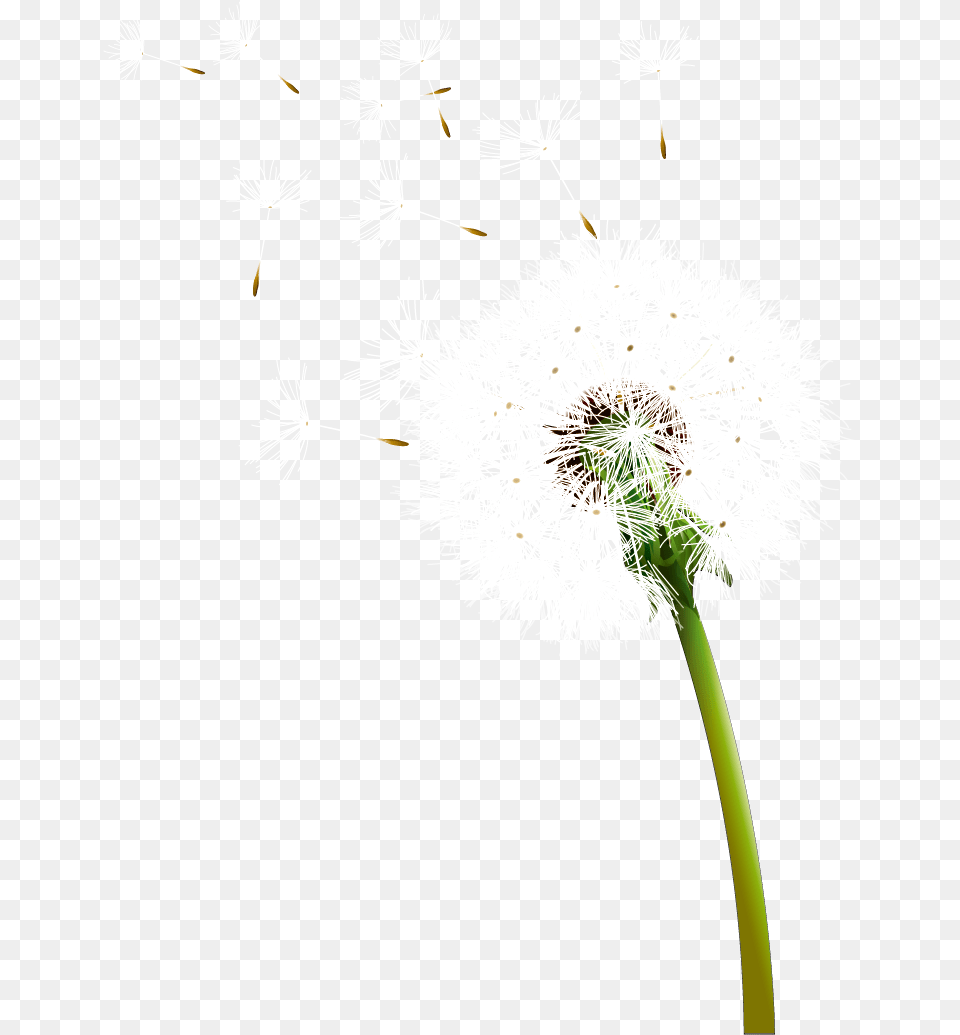 Colored Background Mart Freeuse Dandelion, Flower, Plant Free Png