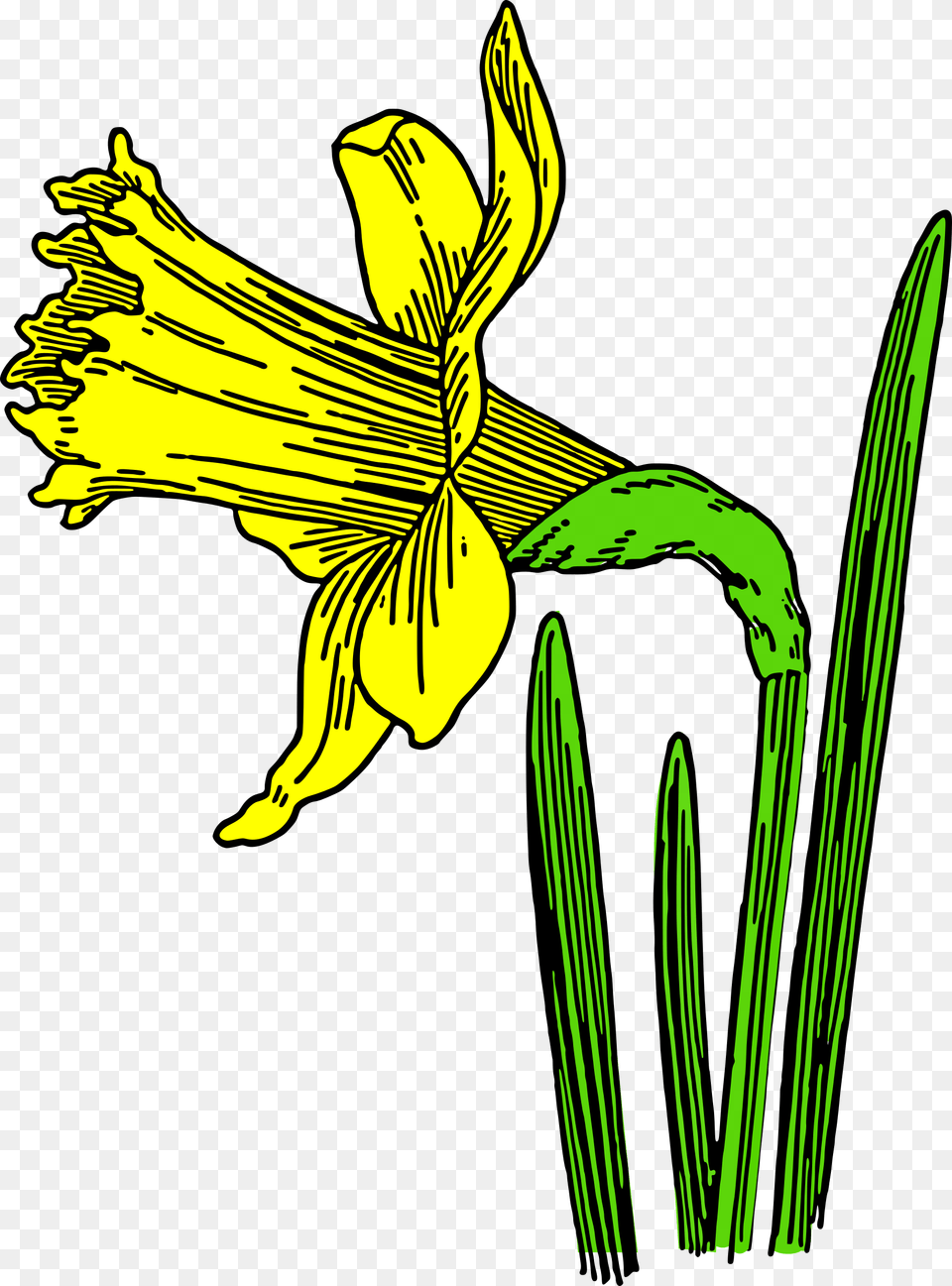 Colored Daffodil Clip Arts Cartoon Daffodils, Flower, Plant, Adult, Female Free Transparent Png