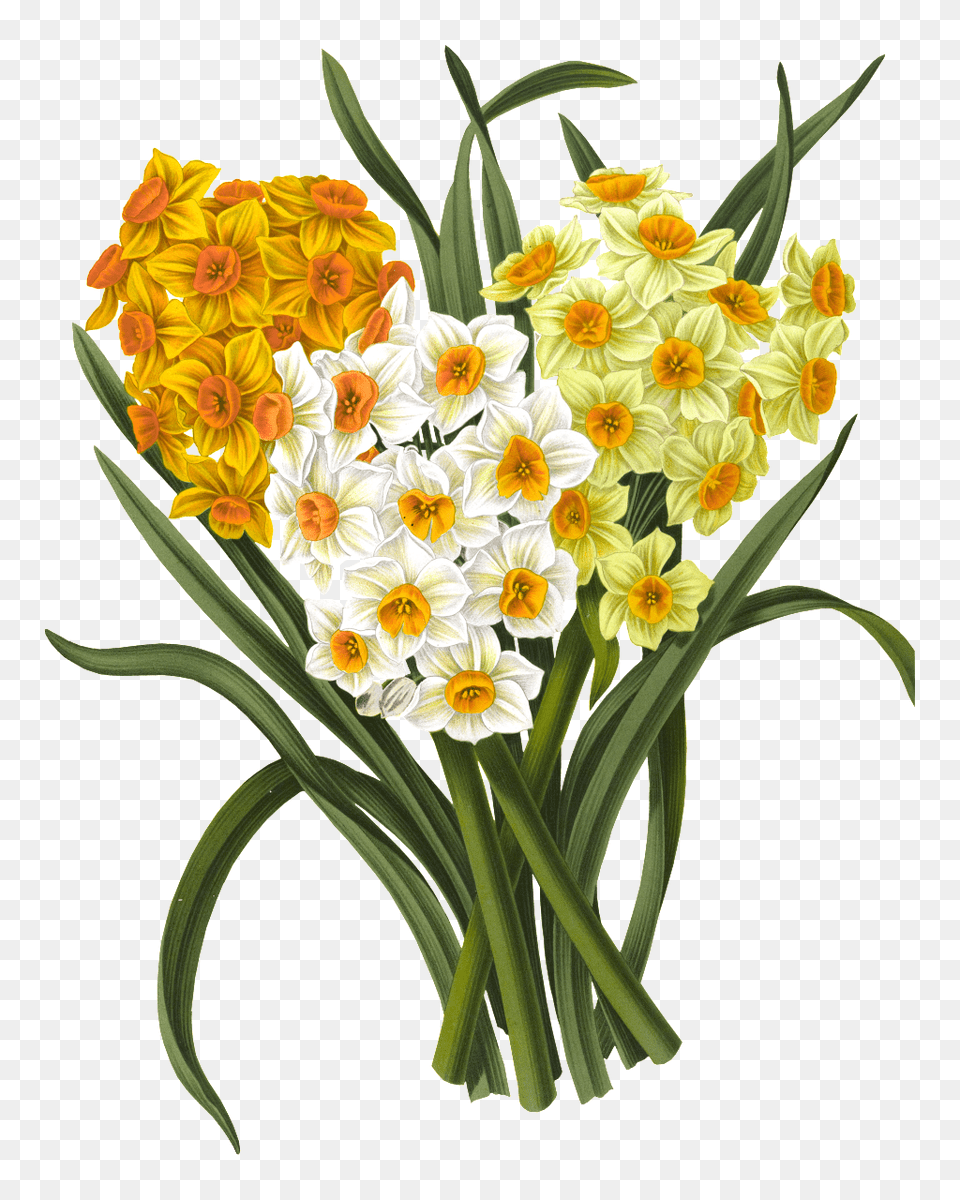 Colored Daffodil Elements Vector, Flower, Flower Arrangement, Flower Bouquet, Plant Free Transparent Png