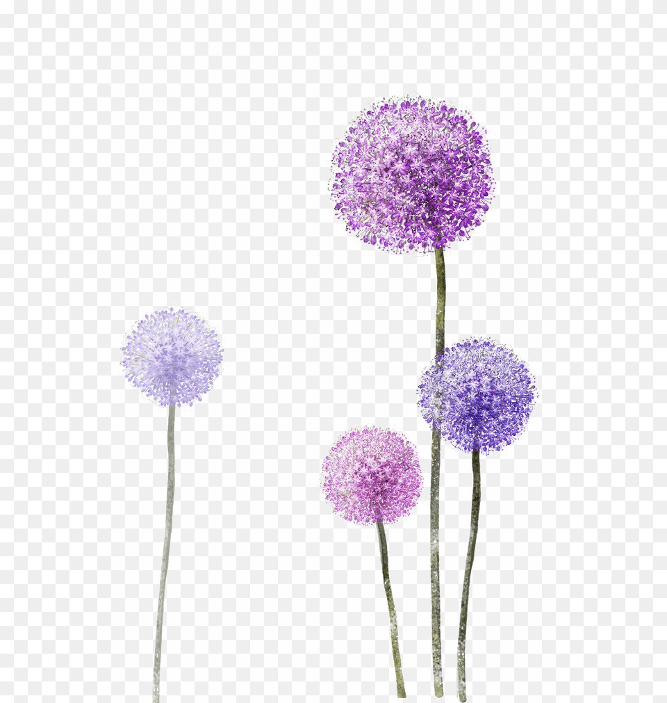 Colored Dandelion Photos Allium Tattoo, Flower, Plant Free Png