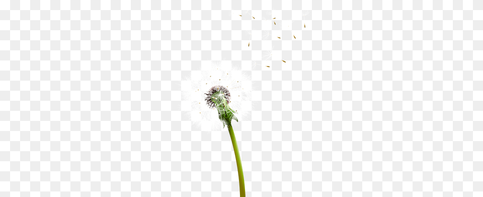 Colored Dandelion Pic, Flower, Plant, Pollen Free Png Download