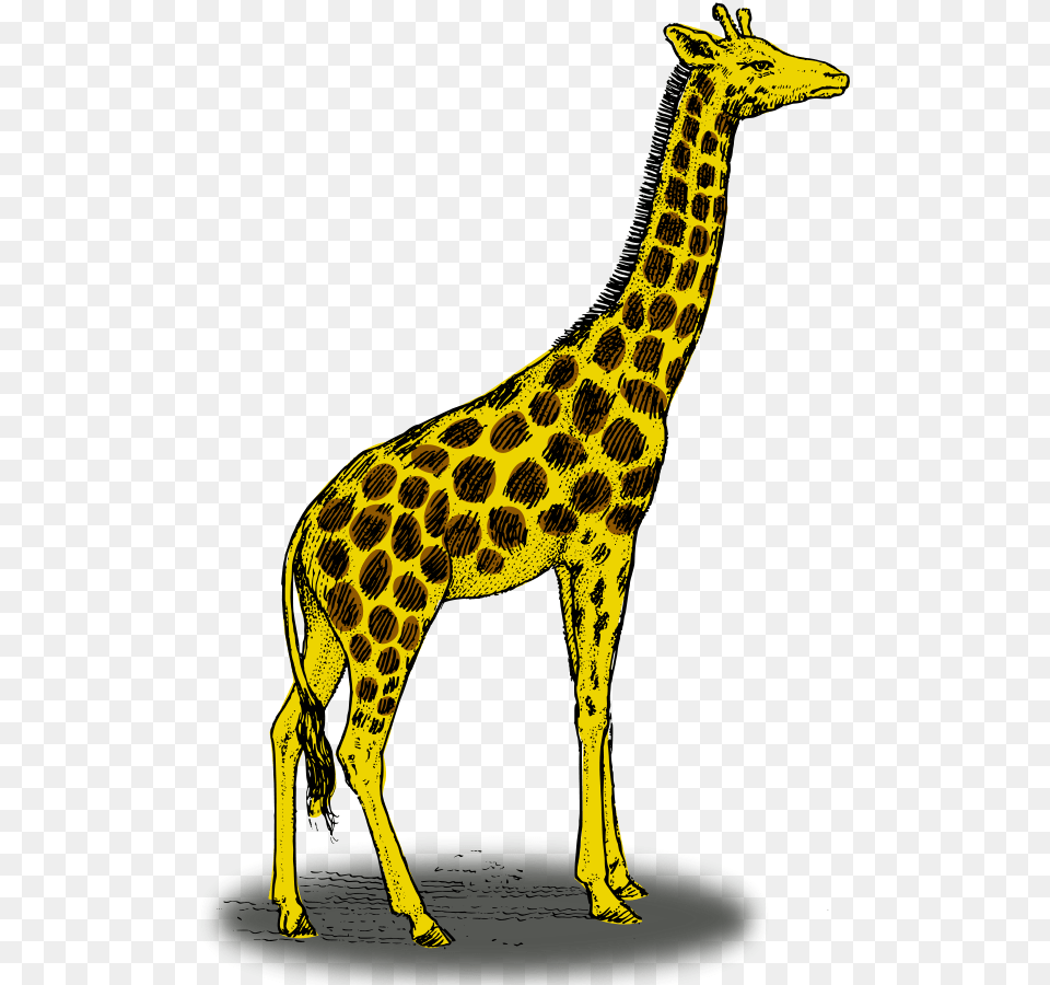 Colored Giraffe Clip Arts For Web, Animal, Mammal, Wildlife Free Transparent Png