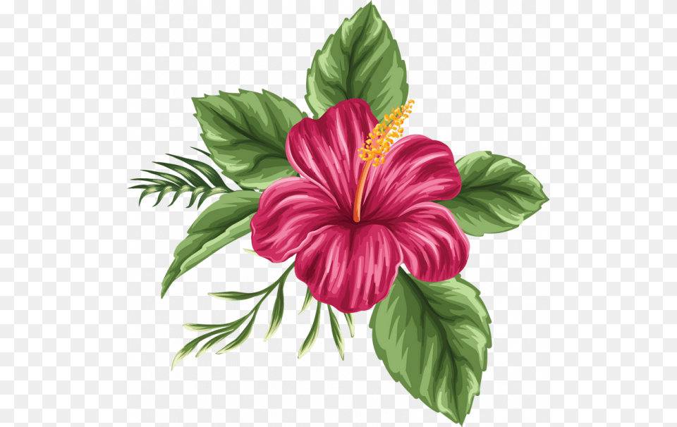 Colored Hibiscus Flower Drawing, Plant Free Png