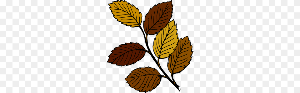 Colored Leaves Clip Art, Leaf, Plant, Tree Free Transparent Png