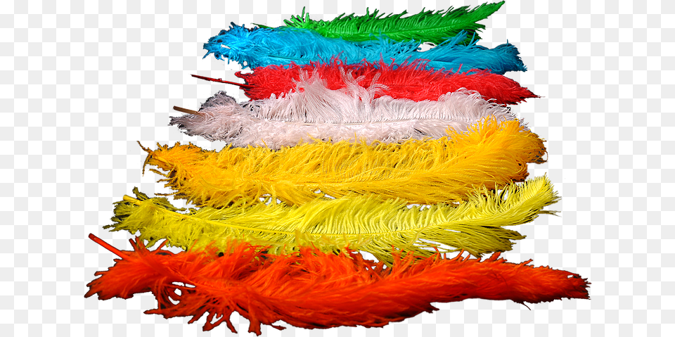 Colored Ostrich Feathers For Wedding Decoration And Colorado Spruce, Accessories, Feather Boa, Person Free Png Download