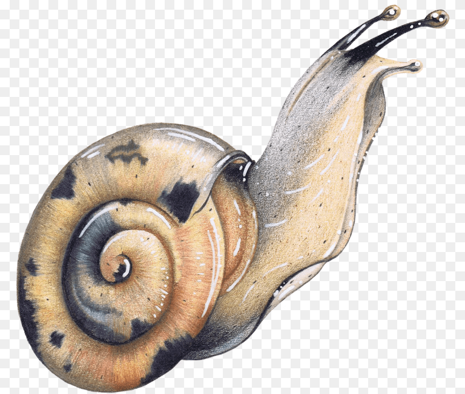Colored Pencil Garden Snail Wildlife Illustration Animal, Insect, Invertebrate Png
