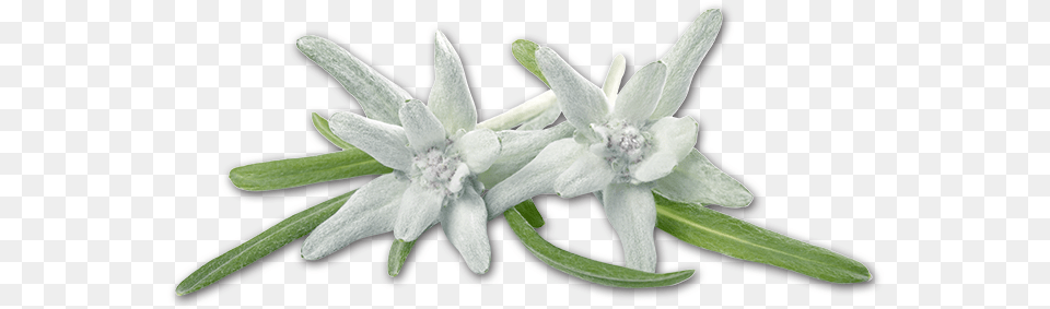 Colored Soft Crown Tarziedelweiss Edelweiss, Flower, Leaf, Plant, Acanthaceae Free Transparent Png