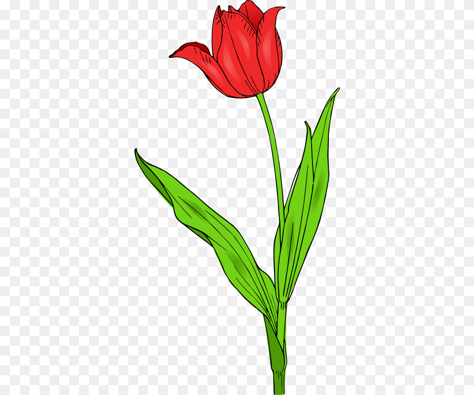 Colored Tulip, Flower, Plant, Leaf, Rose Free Transparent Png