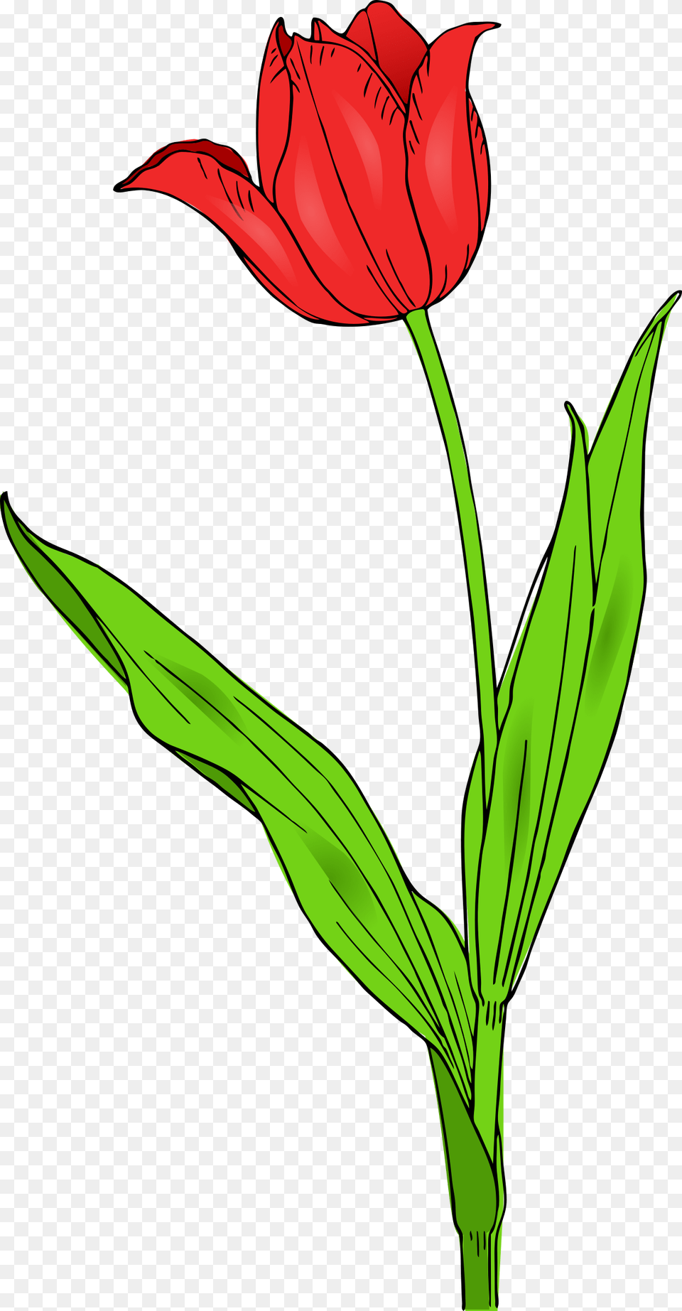 Colored Tulip, Flower, Plant, Leaf, Rose Png Image