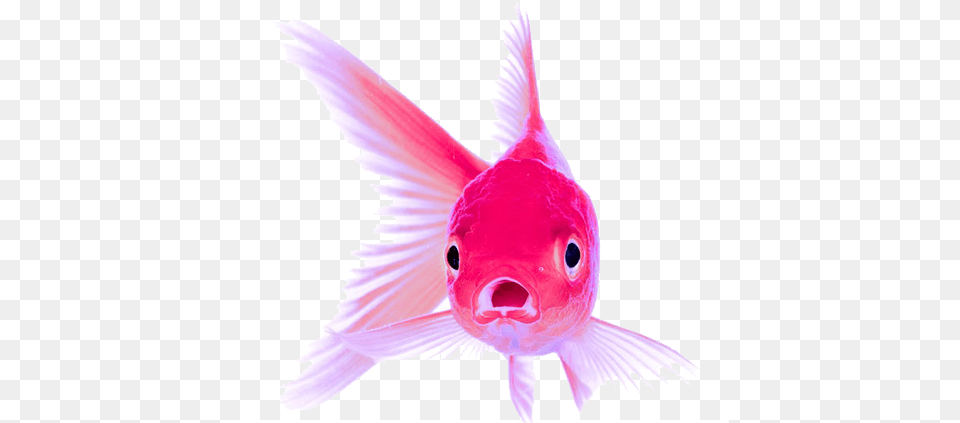 Colores Peces, Animal, Sea Life, Fish, Goldfish Free Png