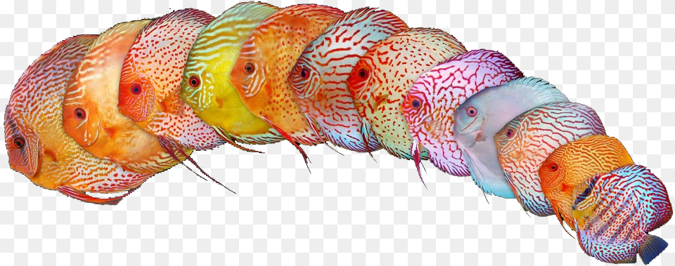 Colores Peces Disco, Aquatic, Water, Animal, Fish Png