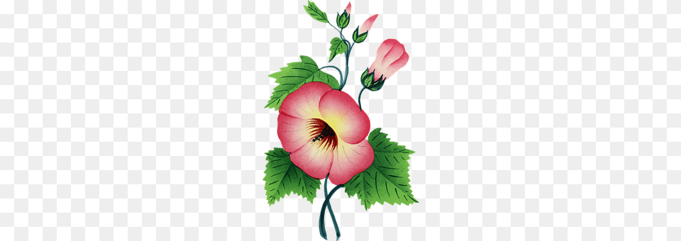 Colorful Flower, Plant, Hibiscus, Chandelier Png Image
