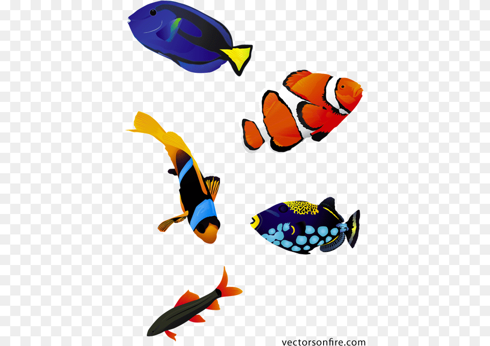 Colorful Aquarium Fish Coral Reef Fish Vector, Amphiprion, Animal, Sea Life Png Image